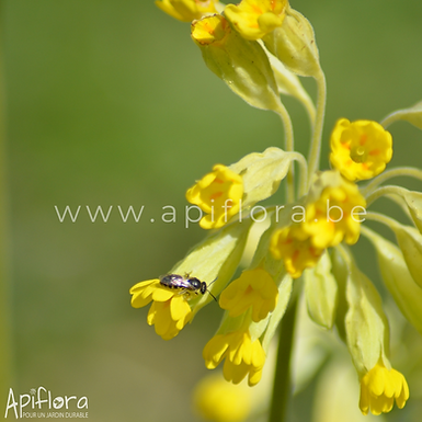 Primula veris - Primevère officinale