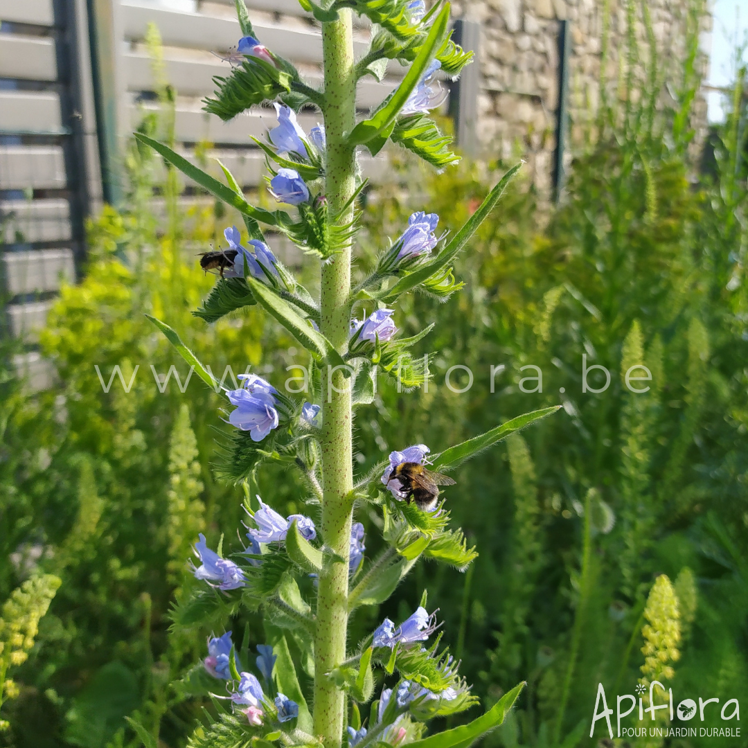 Echium vulgare - Vipérine