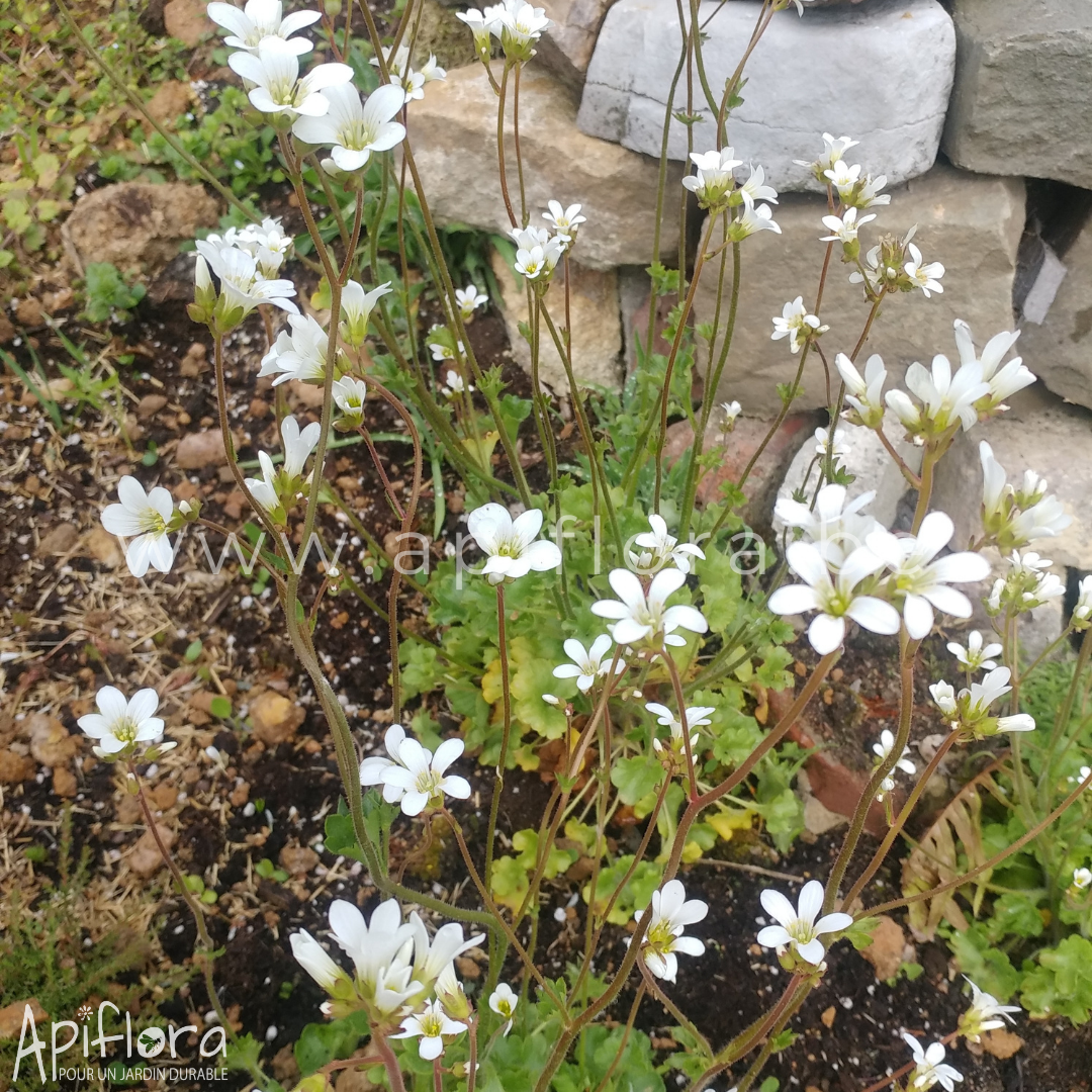 Saxifraga granulata - Saxifrage granulée