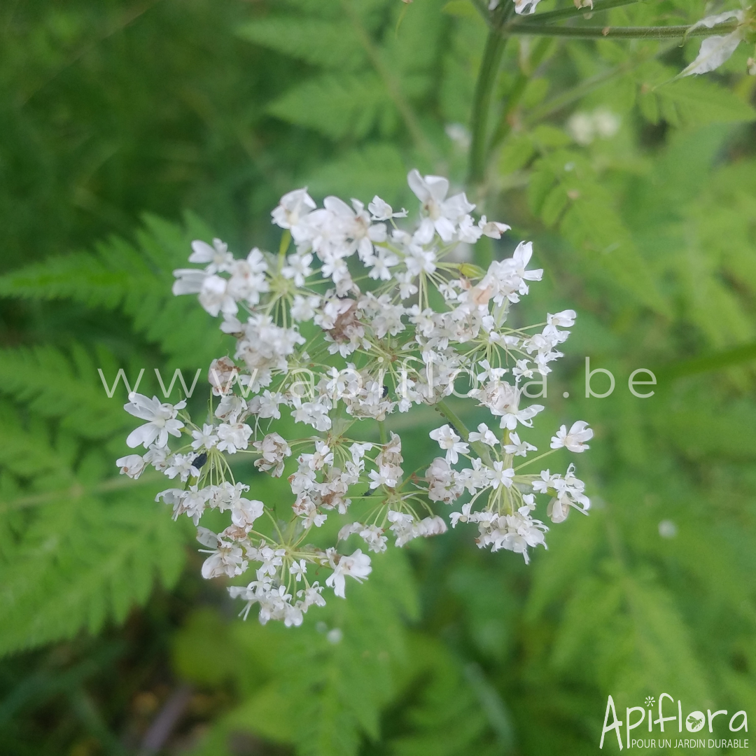 Myrrhis odorata - Cerfeuil musqué