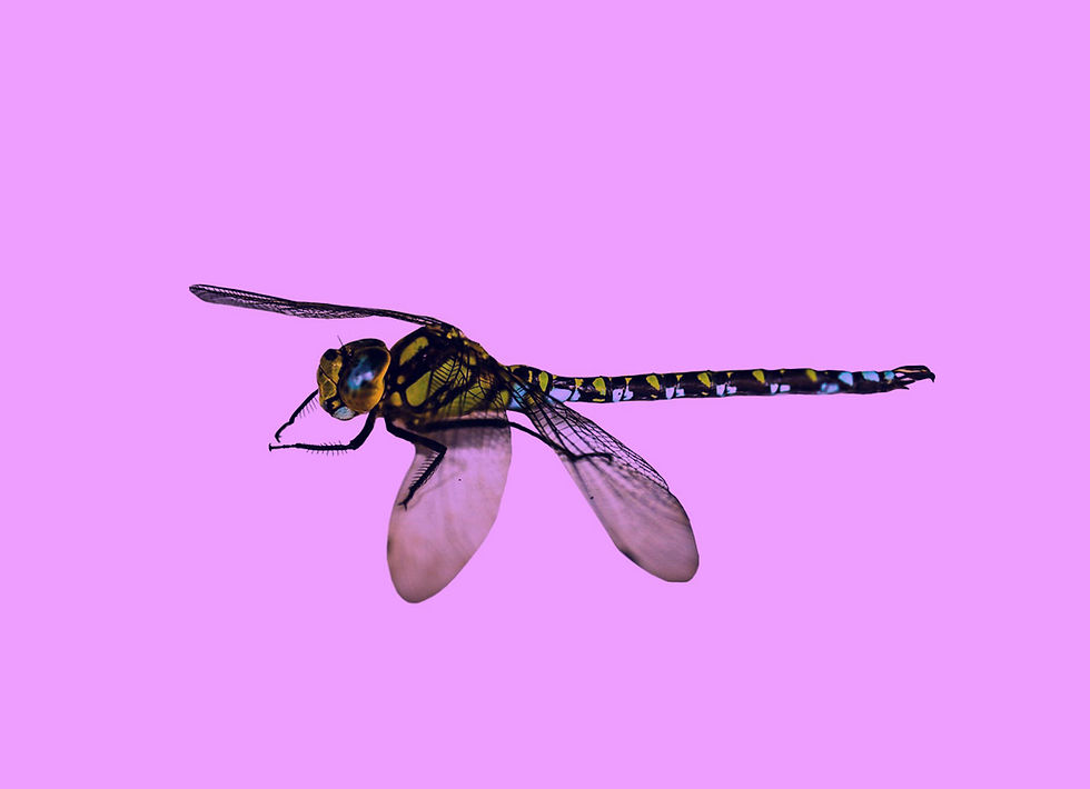 보라색조명