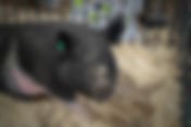 Photo Return/Teardown -- La Plata County Fair Photo Booth 2025