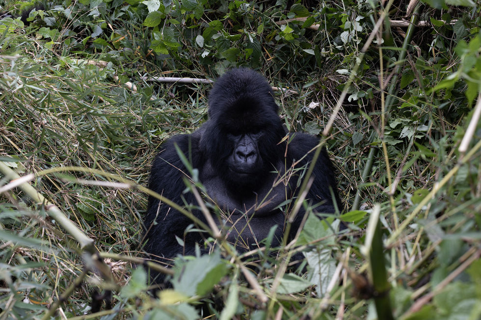 Mountain Gorilla