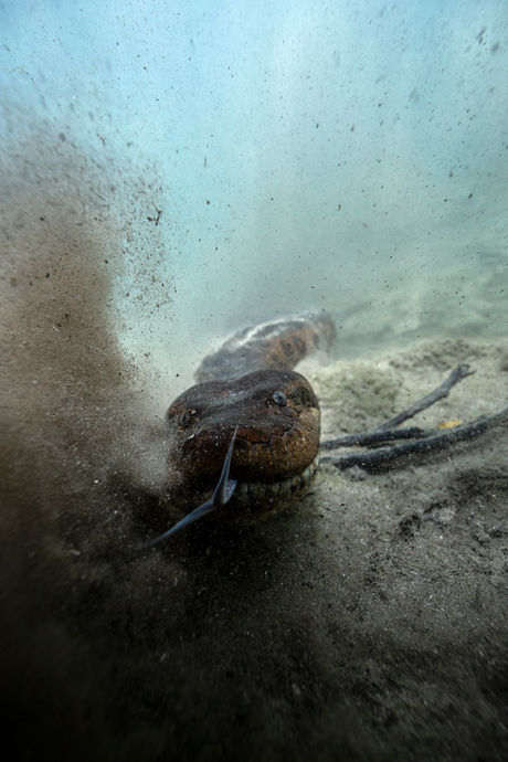 Green Anaconda | Sucuri