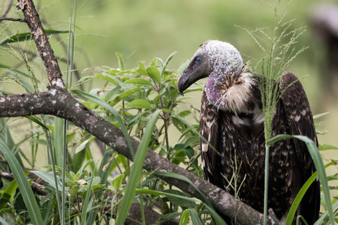 Vulture
