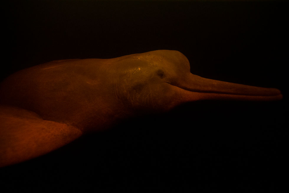River Dolphin Amazon