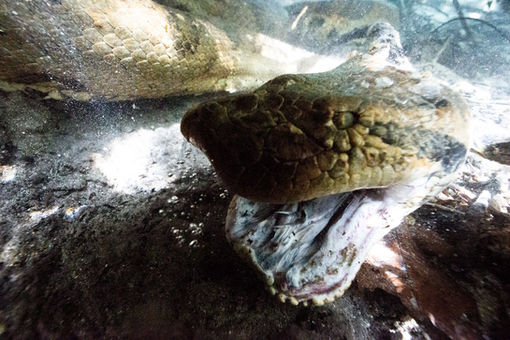 Green Anaconda | Sucuri