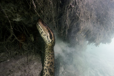 Green Anaconda | Sucuri