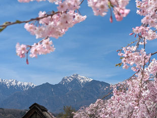 2000年の生命力に身を委ねる。八ヶ岳「庭先トレイル」で、春の呼吸を取り戻す旅。