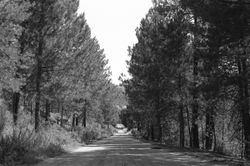The Road Ahead