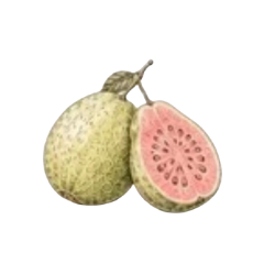 codex-clipboard-8ff93db2-67c0-4760-a792-424b7c890117.png