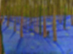Bluebell Undergrowth.JPG