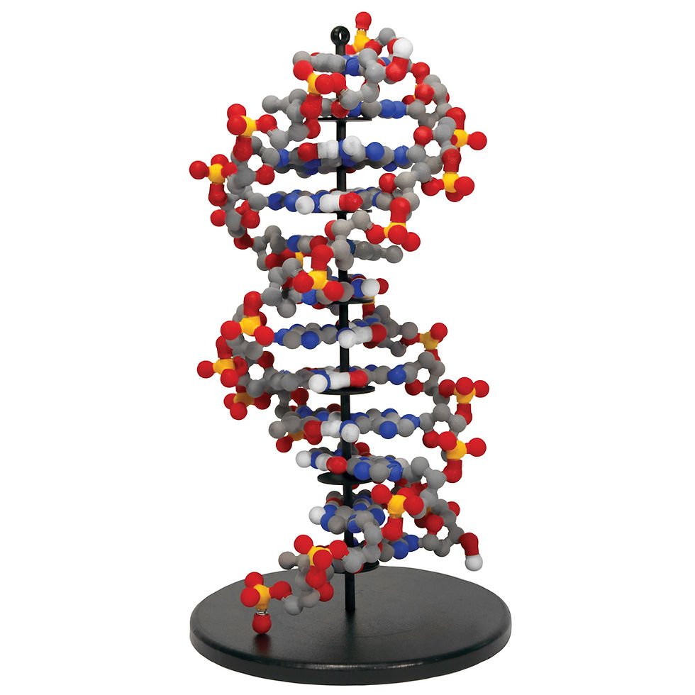 Dynamic DNA Kit©
