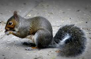 Grey Squirrel.png