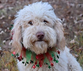 Mini Caramel ALAA Australian Labradoodle Stud