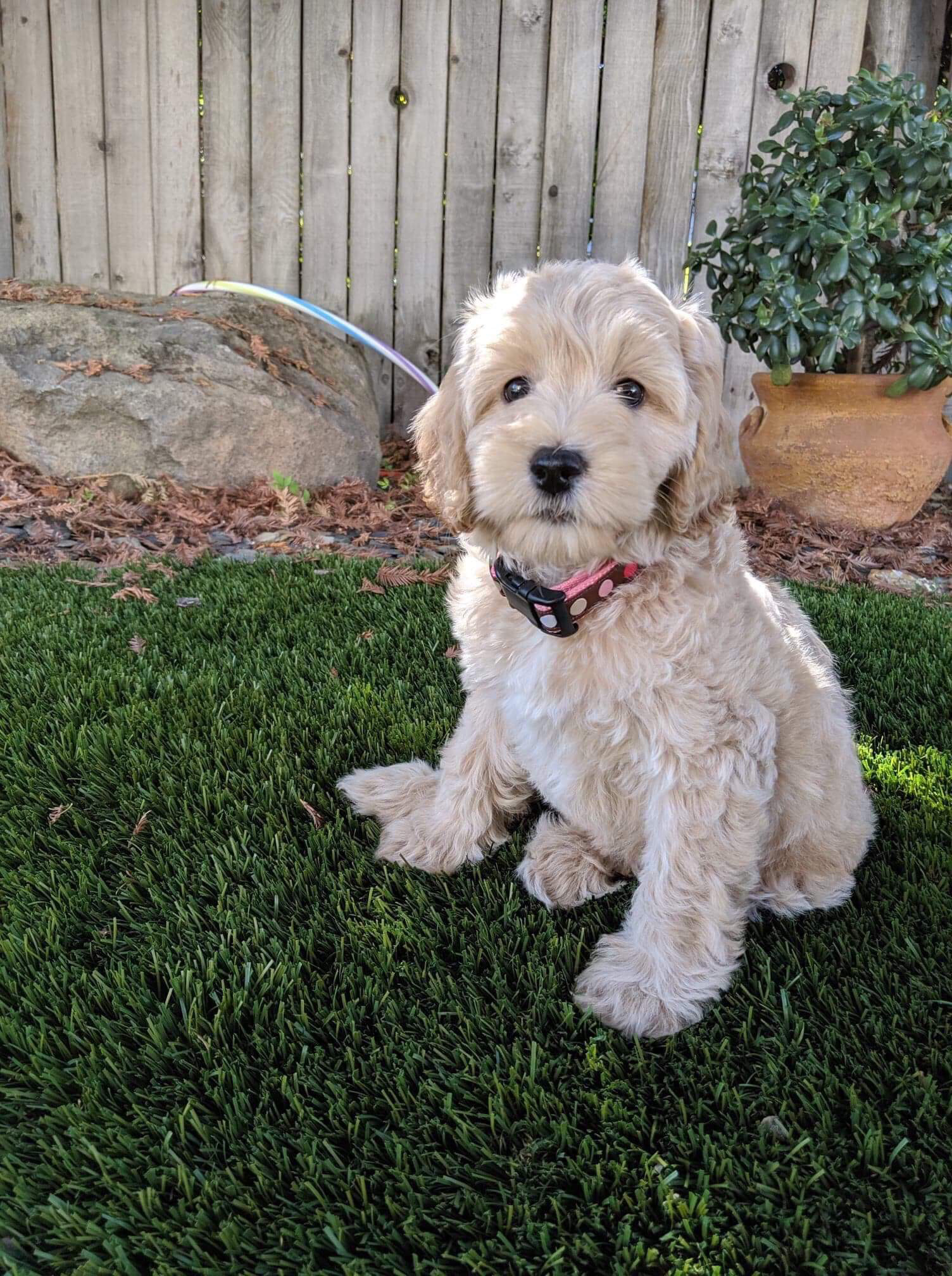 cream australian labradoodle