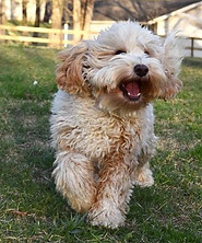Apricot Australian Labrdoodle mini