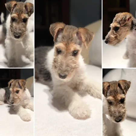 truwyre wire fox terriers