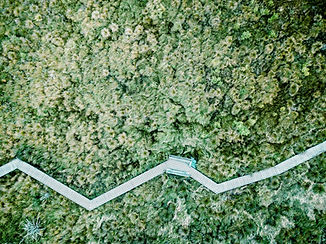 Aerial View of a Field