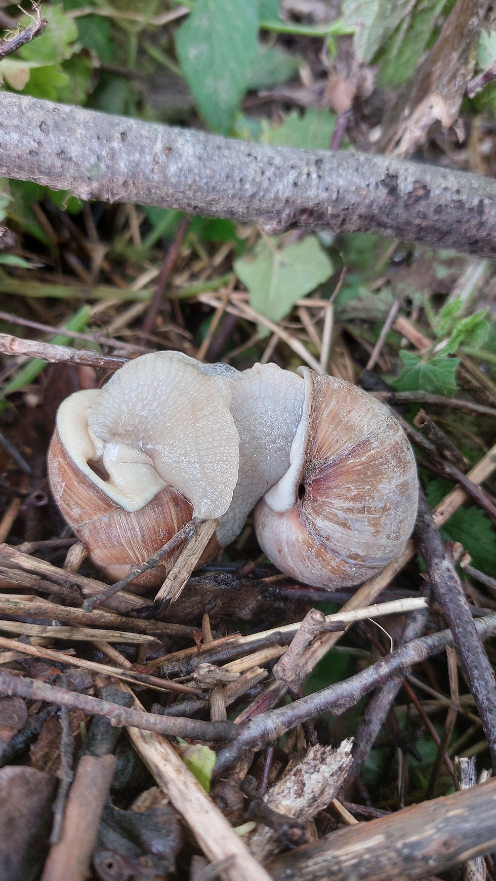 Changer son regard sur les escargots