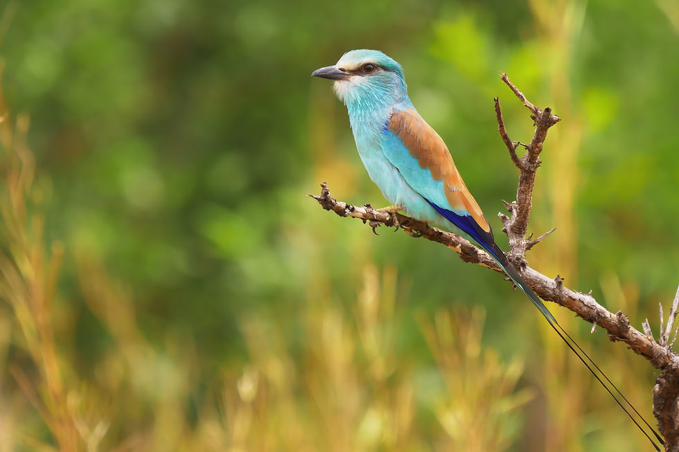 Voyage Naturaliste au Sénégal (4)
