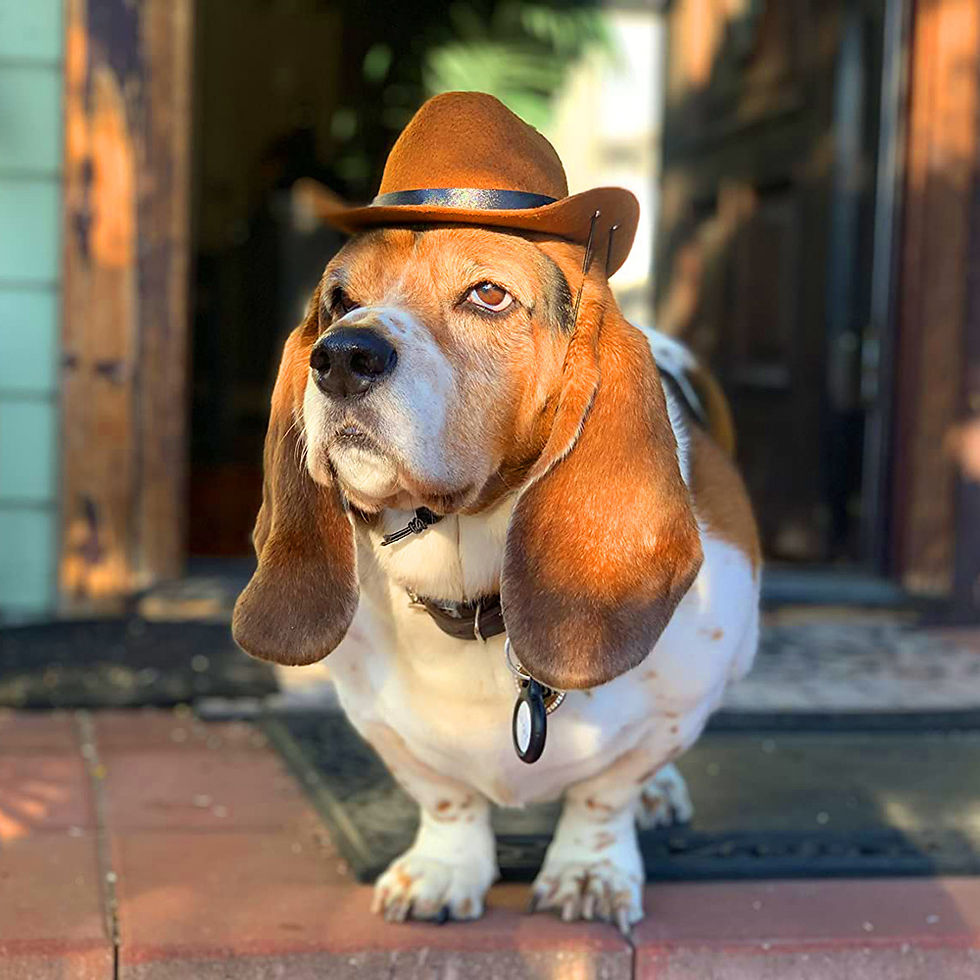 Thumbnail: Western Cowboy Hat For Dogs And Cats