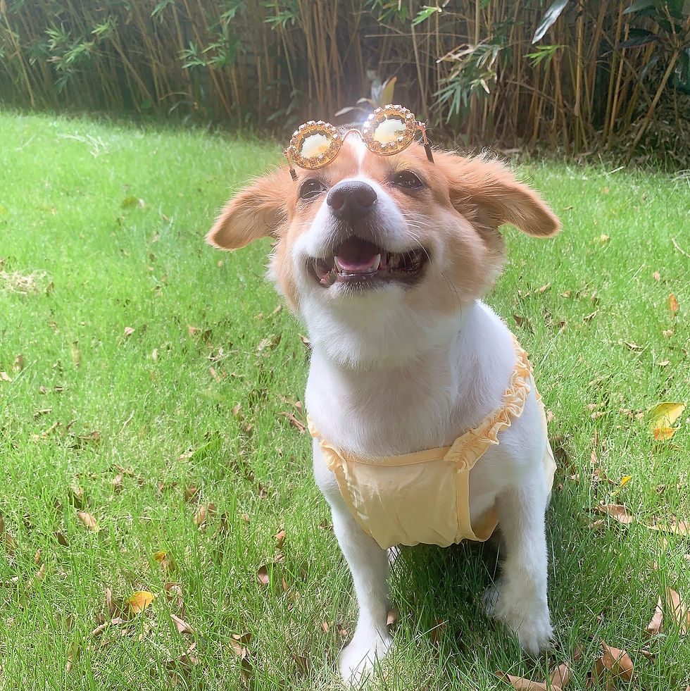 Thumbnail: Pet Rhinestone Sunglasses for Cats & Dogs
