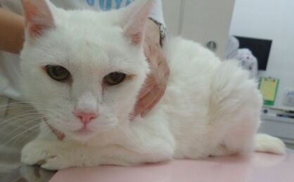 8月1日の猫ちゃんたち