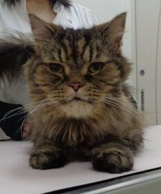 8月4日の猫ちゃん