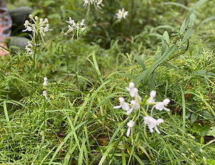 1 Orchids recovered_2022.jpg