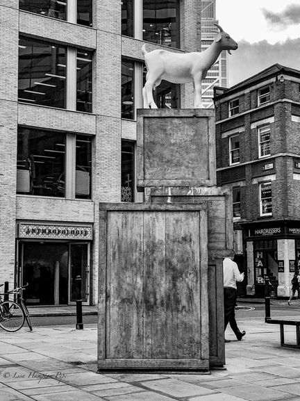 IMG_2508 - Bishops Goat