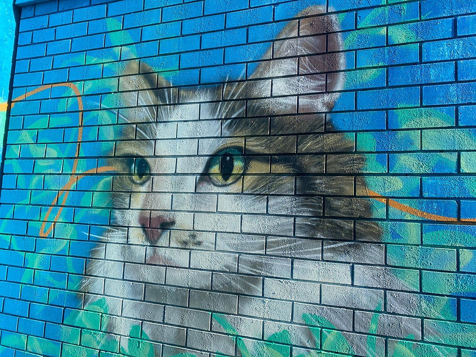 West Footscray vet, emergency vet, dog vet, cat vet
