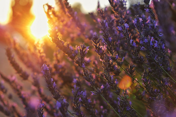 lavender-3789246_1920_edited.jpg