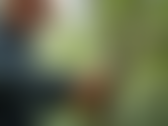 Why Choose BMG TREE for Tree Pruning and Trimming?