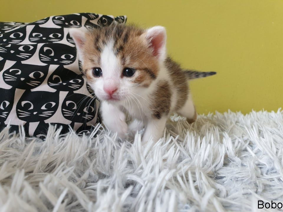 Miniatura: Minda a její čtyři kluci