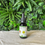 Thumbnail: Eternal Health and Beauty Vitamin C Oil