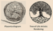 placenta