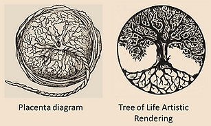 placenta