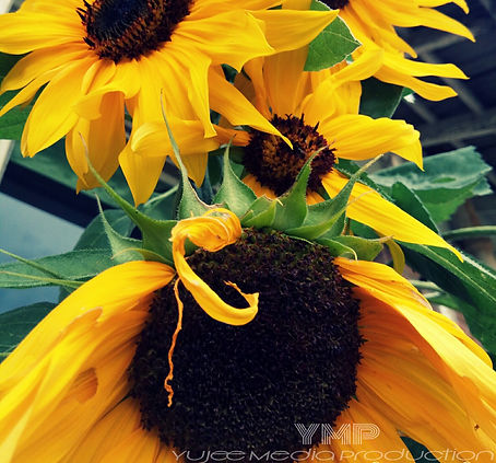 Sunflower 2.jpg