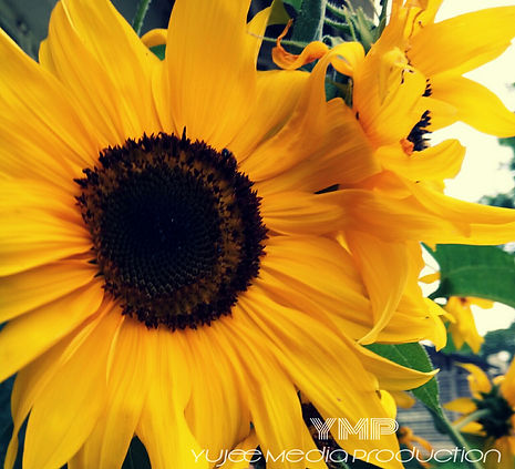 Sunflower 1.jpg