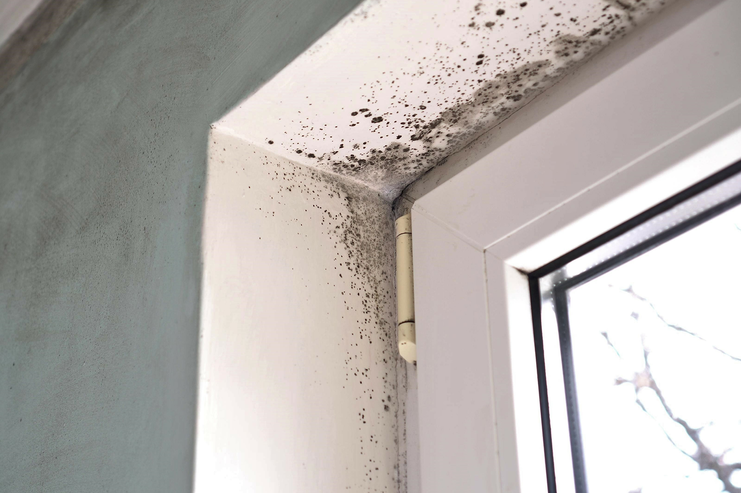 mold, hypochlorous acid, HOCL, disinfect, anti-bacterial, skincare