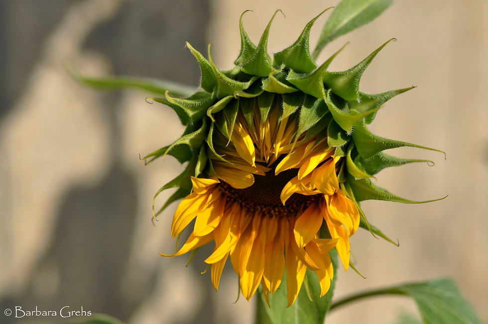 A half-open sunflower