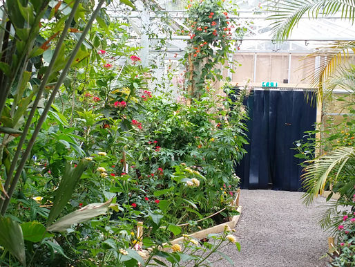 Ode to The Butterfly House