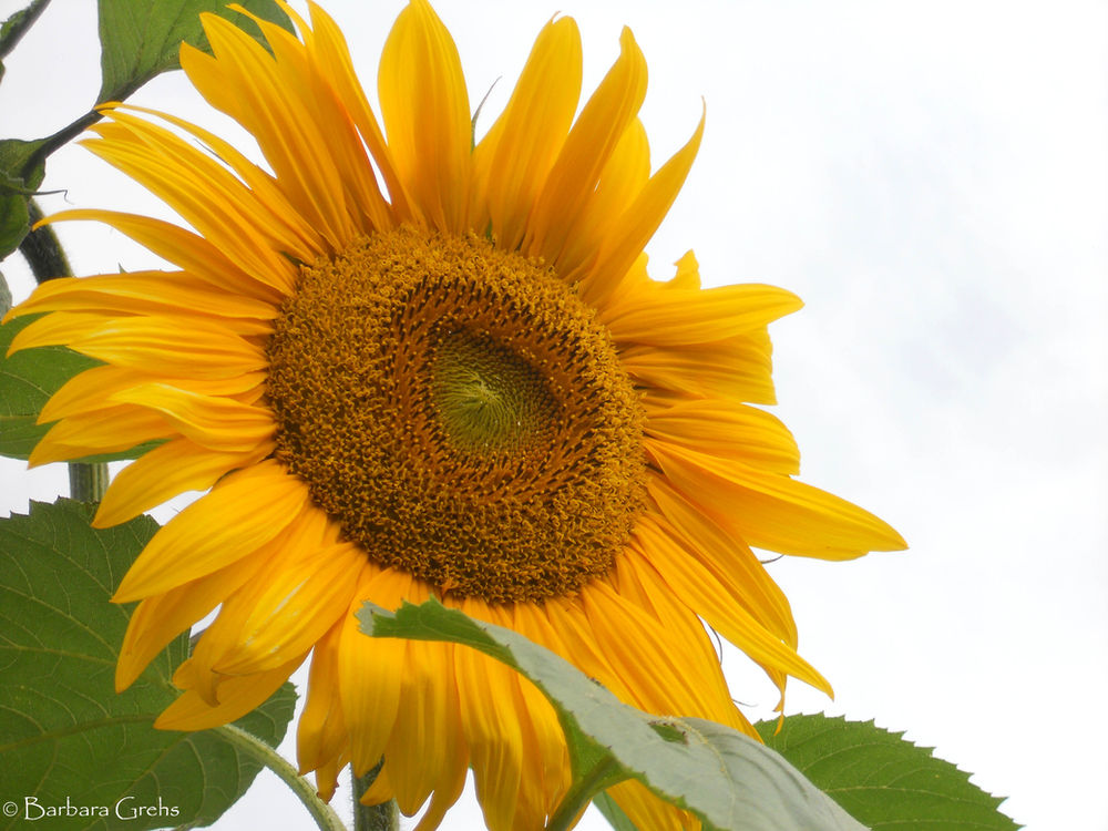 Heliotropic heaven the sunflower