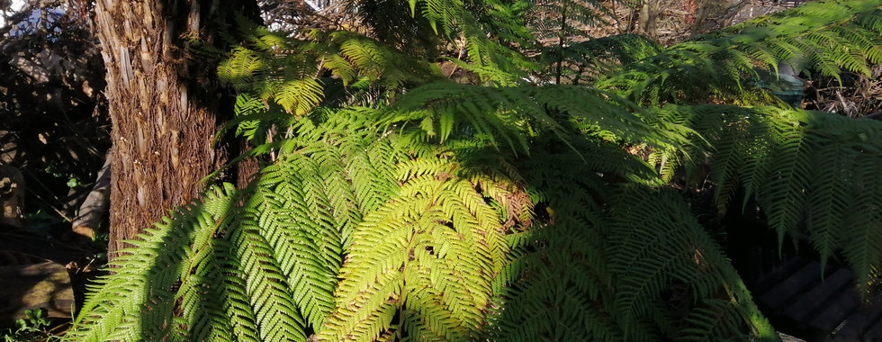 Ferns in Walworth Garden