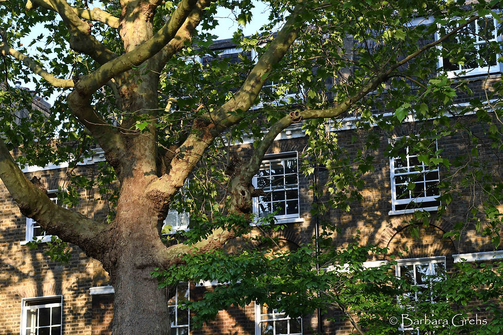 Large tree in leaf beside Georgian houses