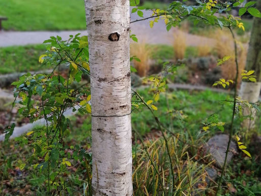 The mulberry and the silver birch