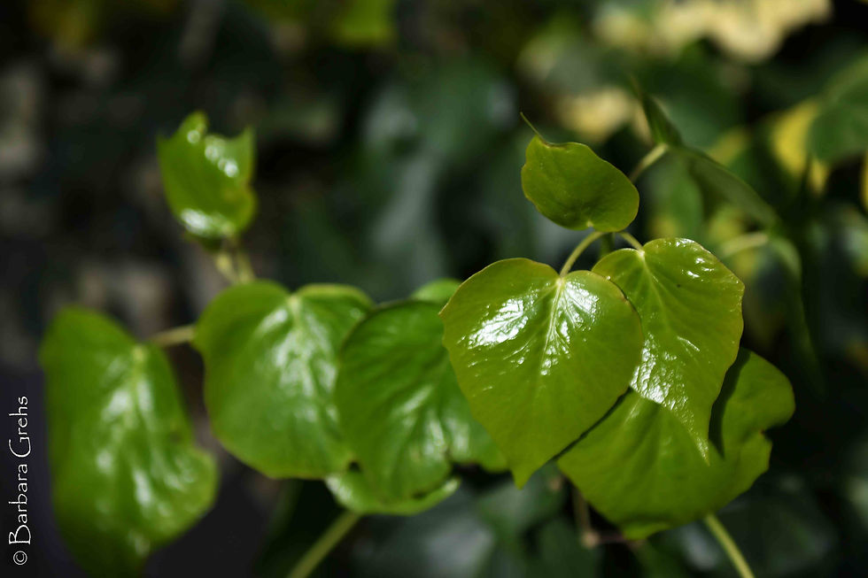 Shiney green leaves on a shrub