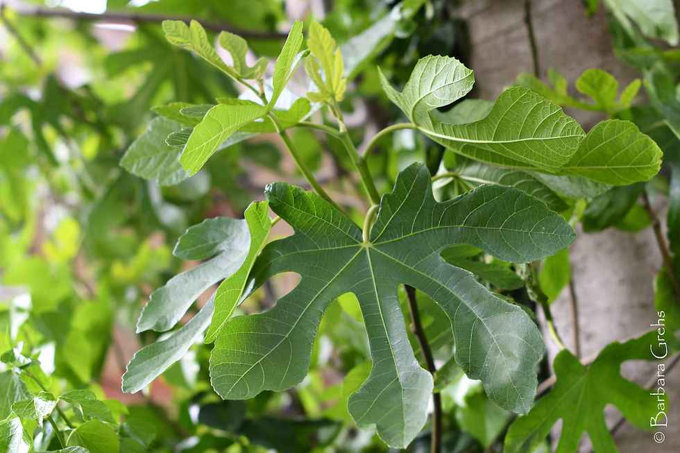 Large green leaves on a tree
