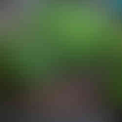 Vegetable bed in Walworth Garden